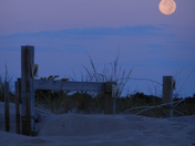 assateague national seashore