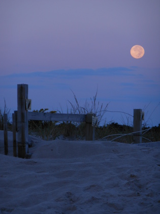 assateague national seashore
