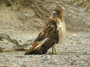 BLM Land, southern California