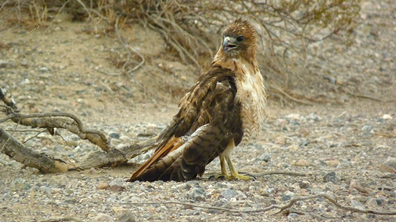 BLM Land, southern California
