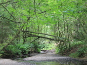avenue of the giants