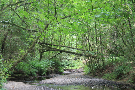 avenue of the giants