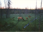 Yellowstone Nat. Park