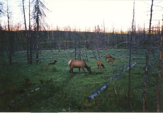 Yellowstone Nat. Park