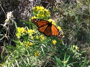 St. Mark's National Wildlife Refufe