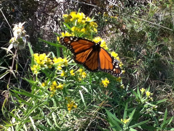 St. Mark's National Wildlife Refufe
