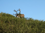 Denali National Park
