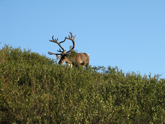 Denali National Park