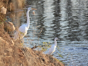 Chincoteague National Wildlife Refuge