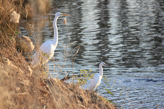 Chincoteague National Wildlife Refuge