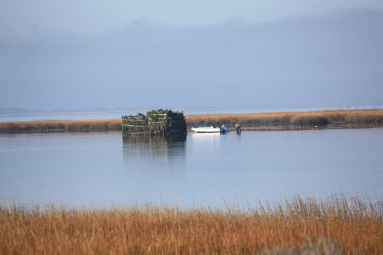 Chincoteague Wildlife Refuge