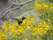 Joshua Tree National Park