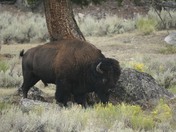 Yellowstone National Park