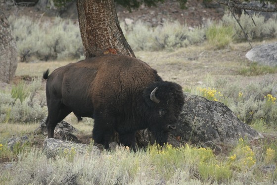 Yellowstone National Park