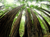 Muir Woods National Monment