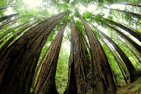 Muir Woods National Monment