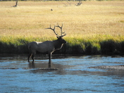 Yellowstone National Park