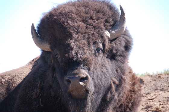 Yellowstone