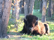 Yellowstone National Park