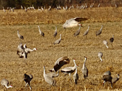 Wheeler National Wildlife Refuge