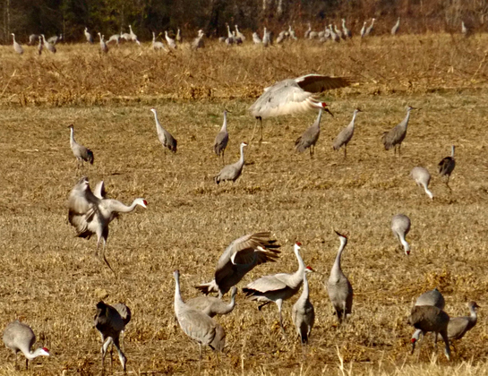 Wheeler National Wildlife Refuge