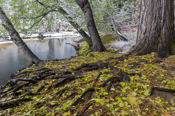 Yosemite National Park