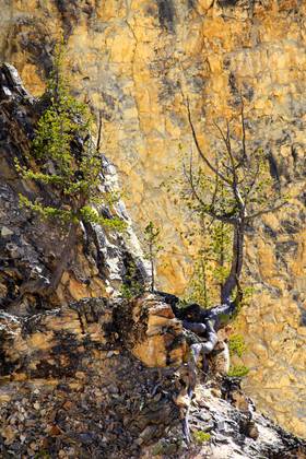 Yellowstone National Park