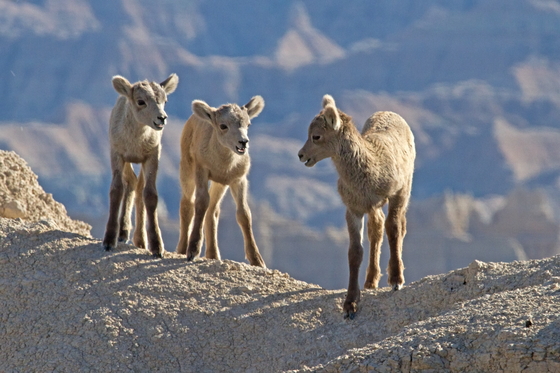 Badlands National Park