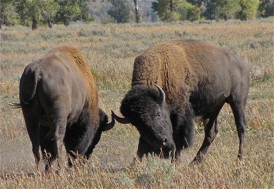 Teton NP.