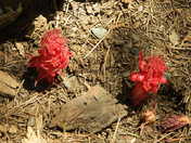 Yosemite National Park / Maraposa Grove