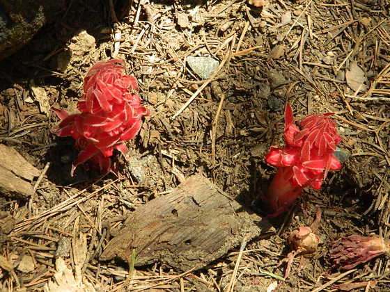 Yosemite National Park / Maraposa Grove