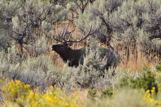 Yellowstone