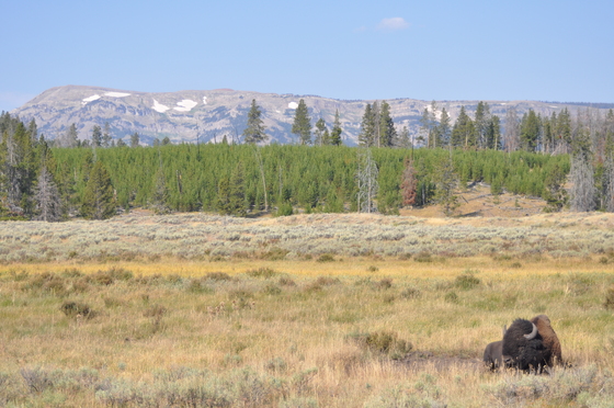 Yellowstone
