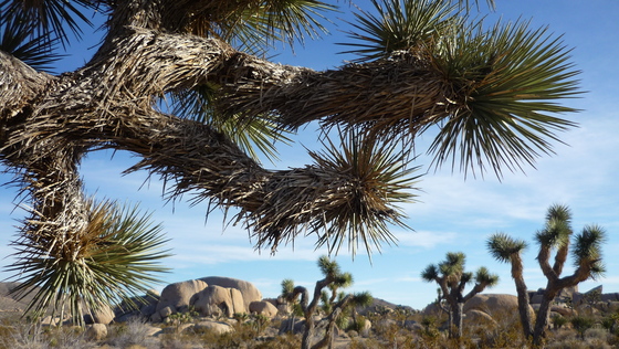 Joshua Tree National Park