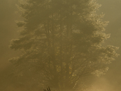 Great Smoky Mountains National Park