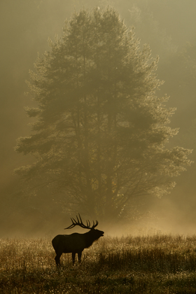 Great Smoky Mountains National Park