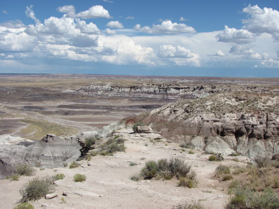 Petrified Forest National Park