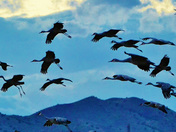 Bosque del Apache NWR
