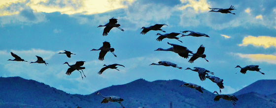 Bosque del Apache NWR