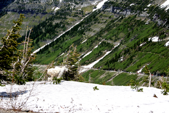 GLACIER NATIONAL PARK