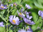 Glacier National Park