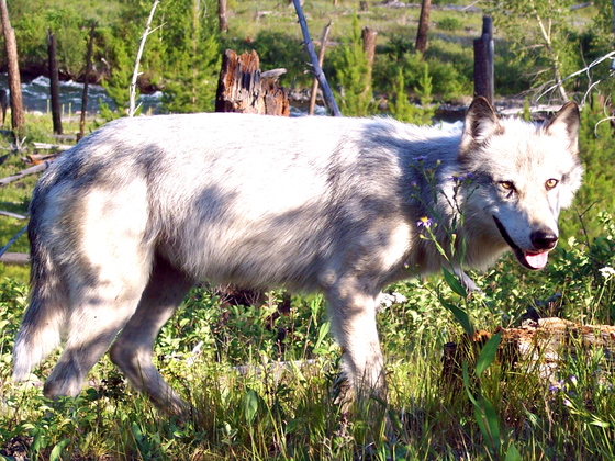 Glacier National Park