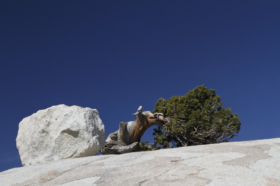 Yosemite NP