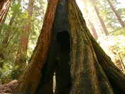 Muir Woods National Monument