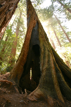 Muir Woods National Monument
