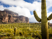 Organ Pipe Cactus NM