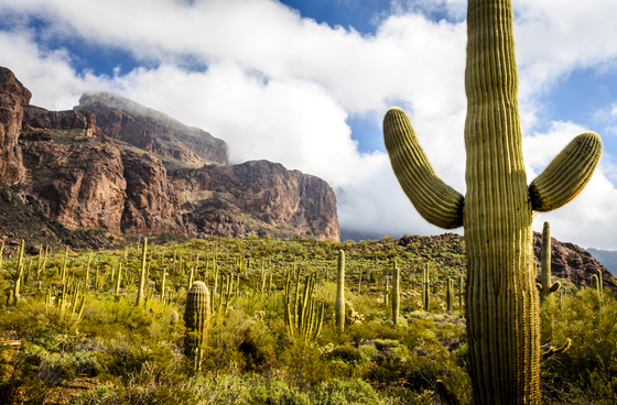 Organ Pipe Cactus NM
