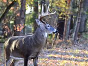 Great Smoky Mountains National Park