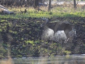 Squaw Creek National Wildlife Refuge