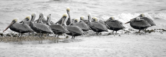 Aransas National Wildlife REfuge